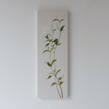 画像をギャラリービューアに読み込む, マンデビララクサ / 森夕香