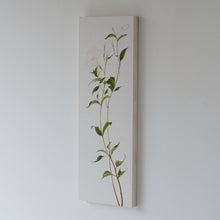 画像をギャラリービューアに読み込む, マンデビララクサ / 森夕香