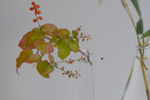 Load image into Gallery viewer, 細瓶 / 瀬沼健太郎