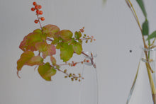 画像をギャラリービューアに読み込む, 細瓶大 / 瀬沼健太郎