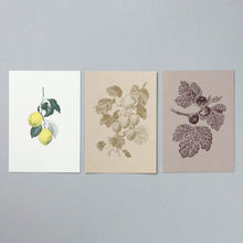 画像をギャラリービューアに読み込む, Postcard No.7 Lemon / Kiwifruit / Fig tree / etohako
