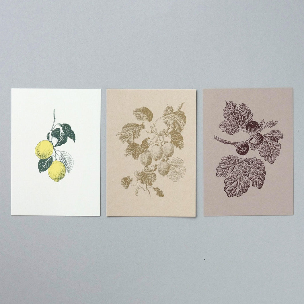 Postcard No.7 Lemon / Kiwifruit / Fig tree / etohako