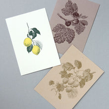 画像をギャラリービューアに読み込む, Postcard No.7 Lemon / Kiwifruit / Fig tree / etohako
