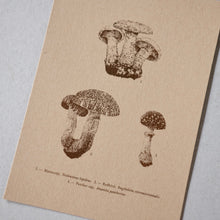 画像をギャラリービューアに読み込む, Postcards No.9 Field Note #03 Rokko Mountains - Plants / etohako
